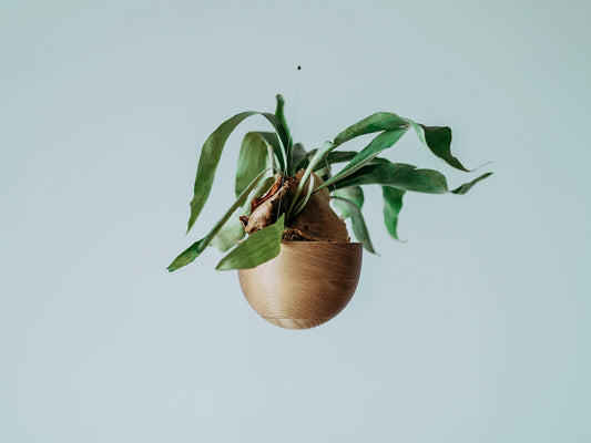 hemisphere